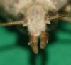 Aphomia sociella